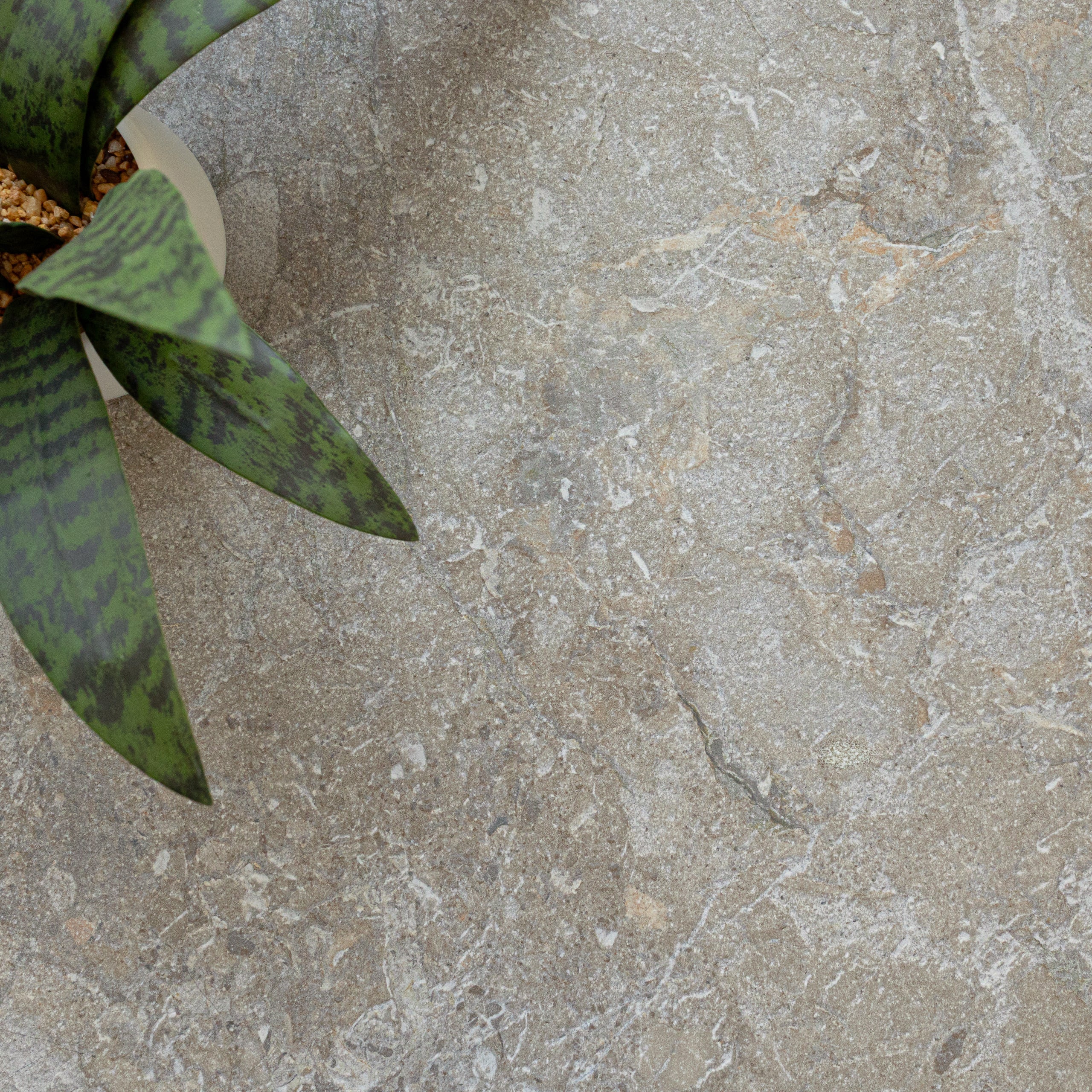 Textured natural stone porcelain tile surface with subtle earthy tones and green variegated plant leaves nearby