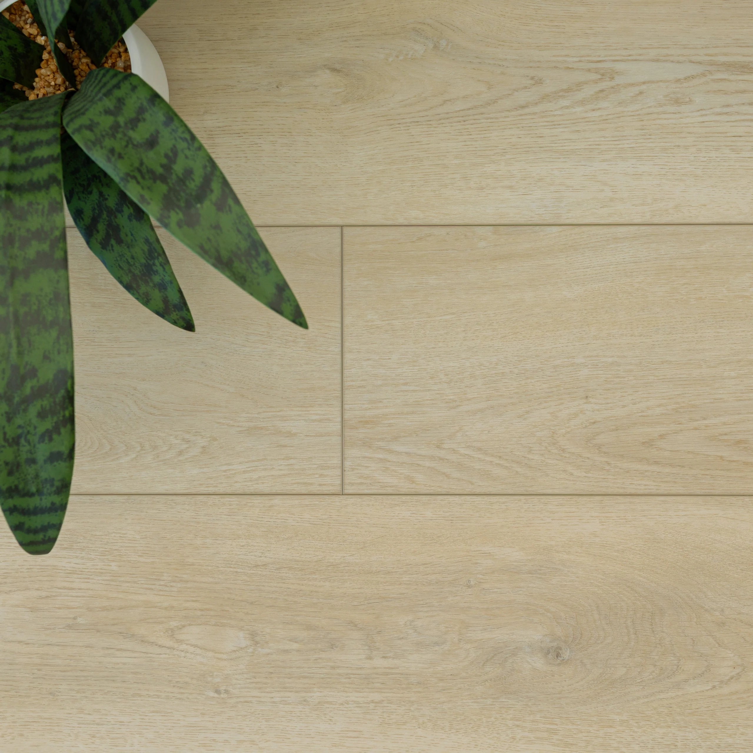Light natural wood-look vinyl flooring planks with subtle grain texture and a leafy green plant in the corner