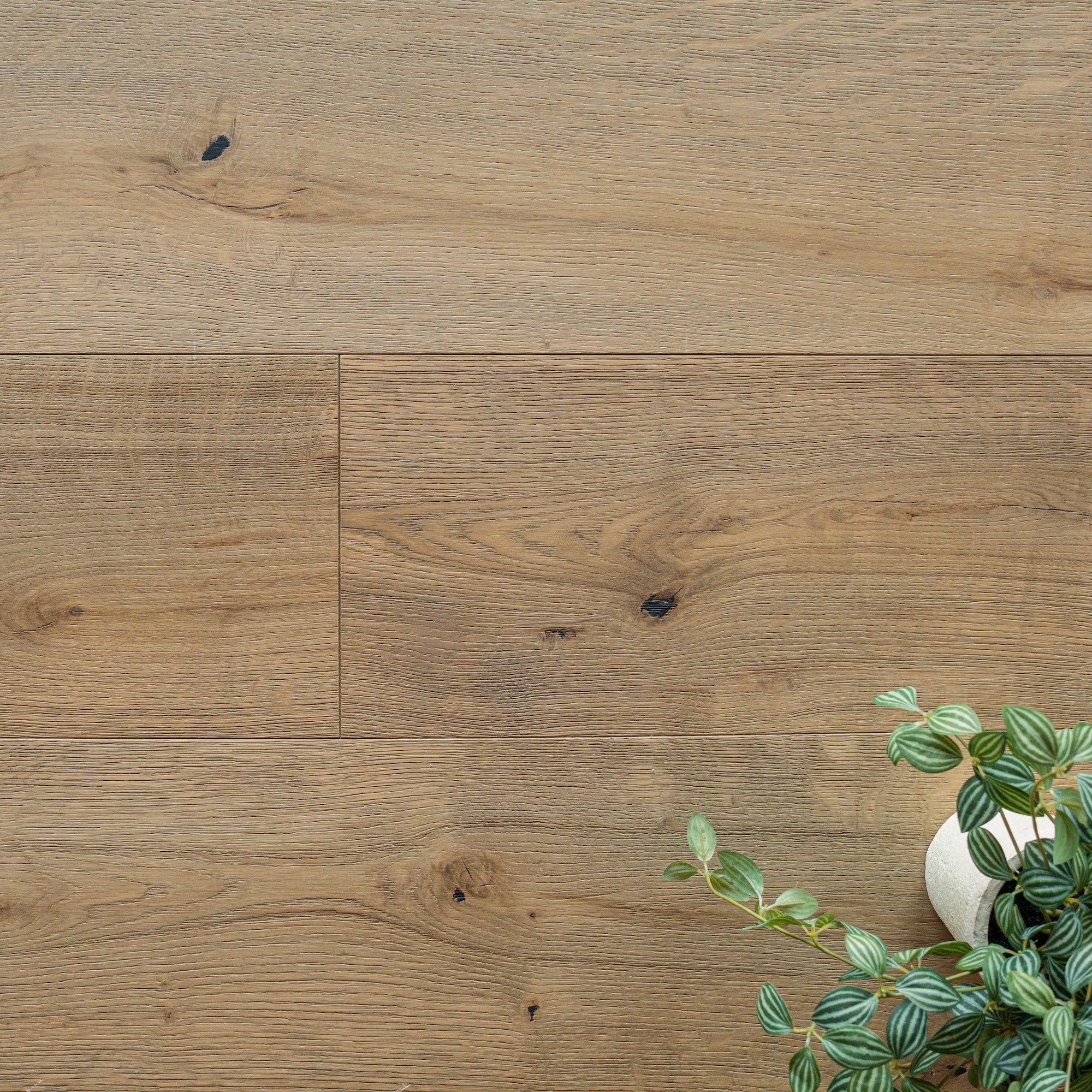 Natural oak engineered wood flooring with visible knots and grain next to a small green houseplant in white pot
