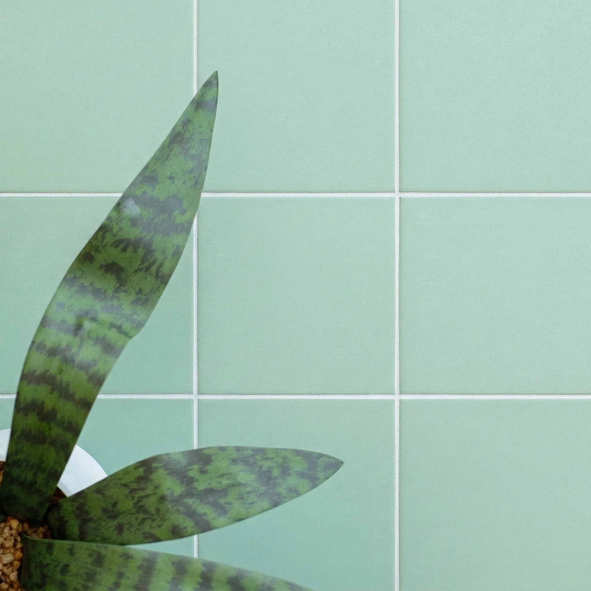 Matte pale green porcelain tiles arranged in a grid with a snake plant featuring long green leaves in the corner