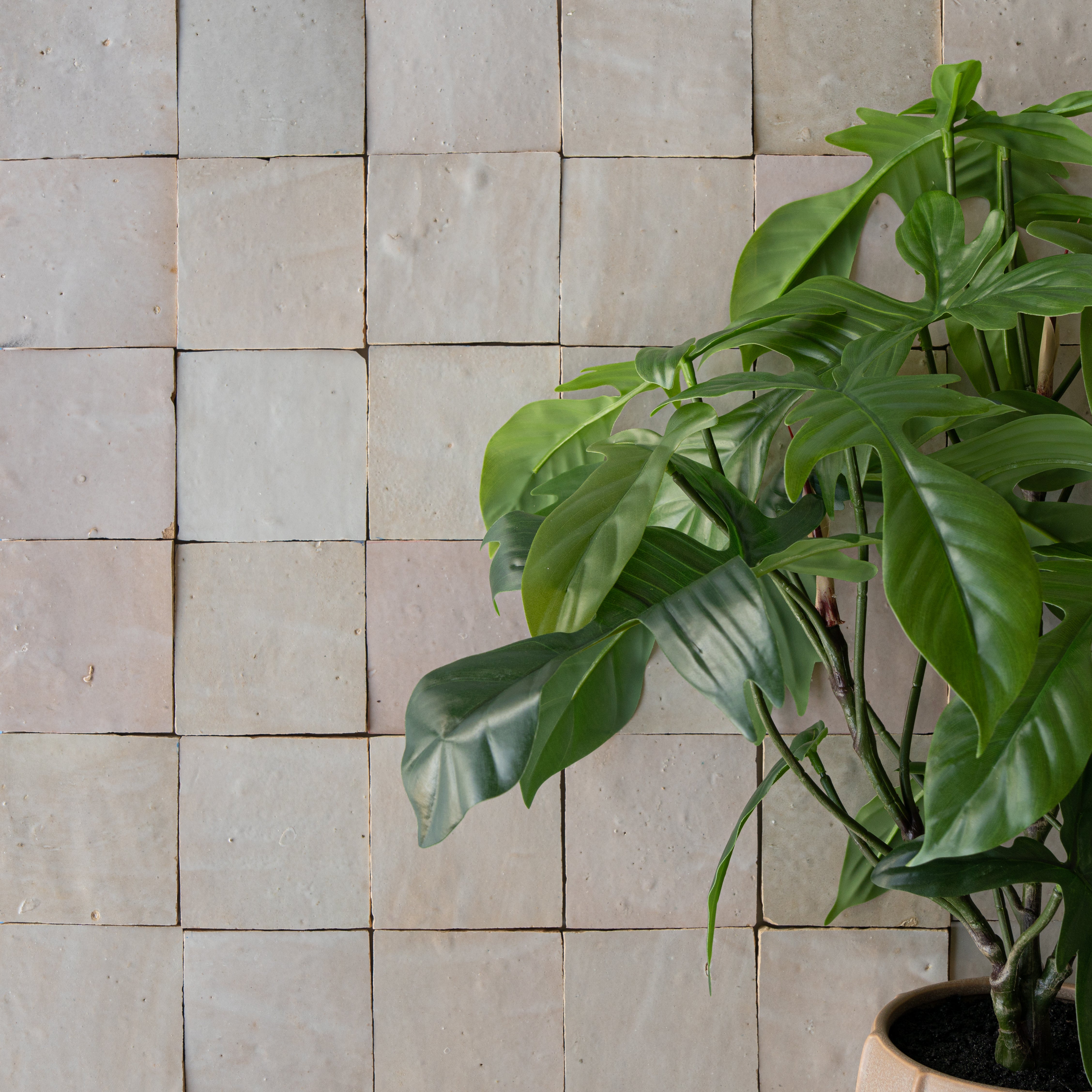 Soft neutral square ceramic tiles with a potted green plant featuring broad leaves on the right side